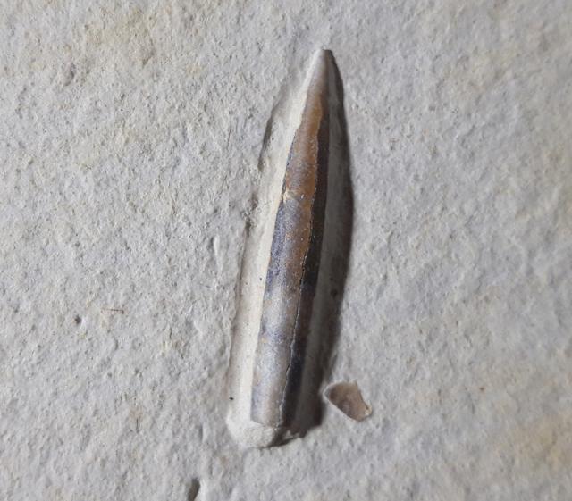 Hibolithes semisulcatus (MNSTER 1830) (zerbissen) - Bild © FossNet FossilienStore
